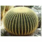 Haris Qasim Profile Picture